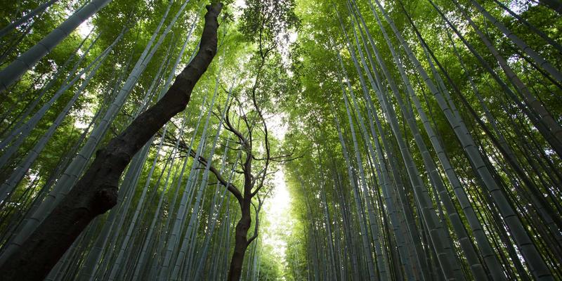 复古时尚与绿意生活：女性杂志推荐的阳台香草疗愈花园指南